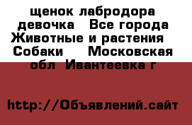 щенок лабродора девочка - Все города Животные и растения » Собаки   . Московская обл.,Ивантеевка г.